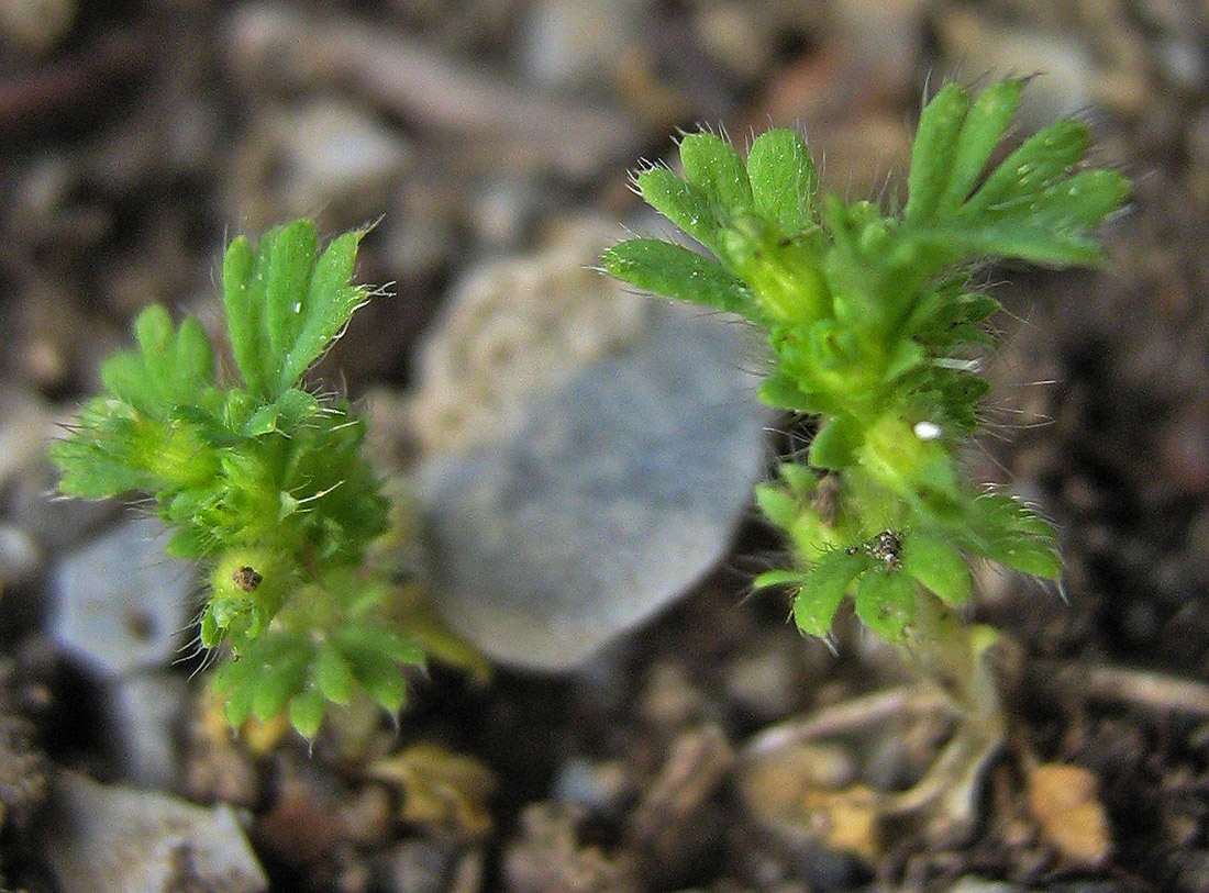 Image of Aphanes arvensis specimen.