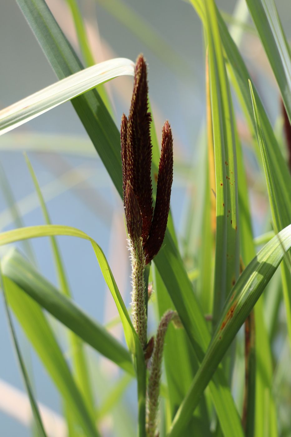 Image of Carex acutiformis specimen.