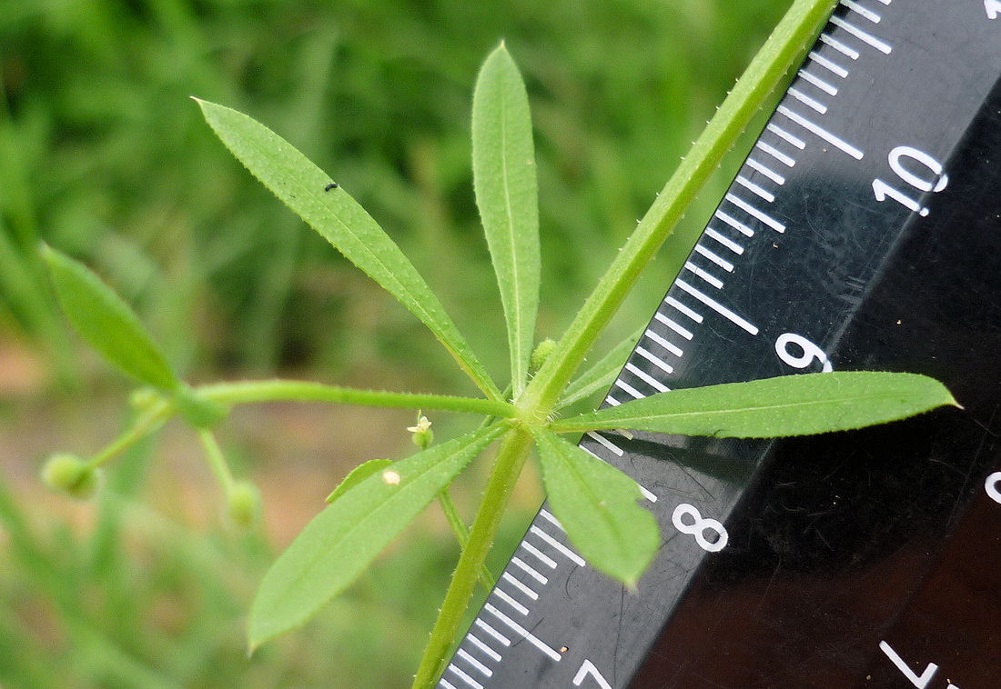 Image of Galium vaillantii specimen.