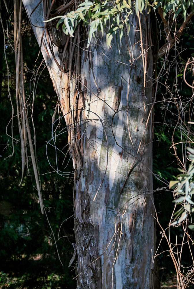 Image of genus Eucalyptus specimen.