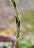 Tussilago farfara. Часть побега. Приморский край, Шкотовский р-н, окр. пос. Подъяпольск, склон сопки, широколиственный лес. 03.05.2025.