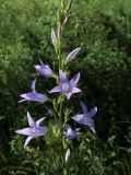 Campanula rapunculus