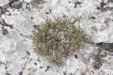View full-size image Gypsophila pallasii