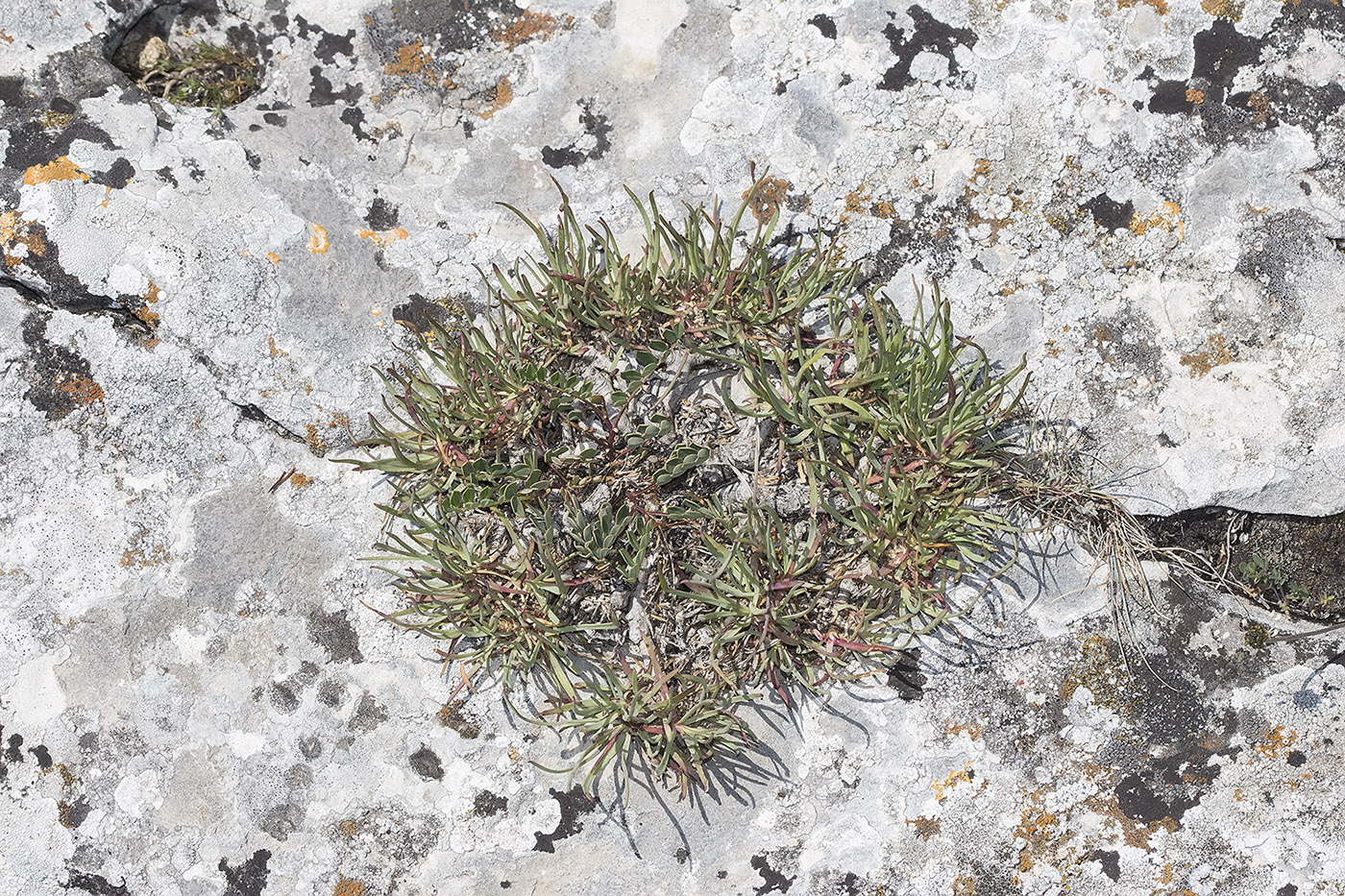 Image of Gypsophila pallasii specimen.