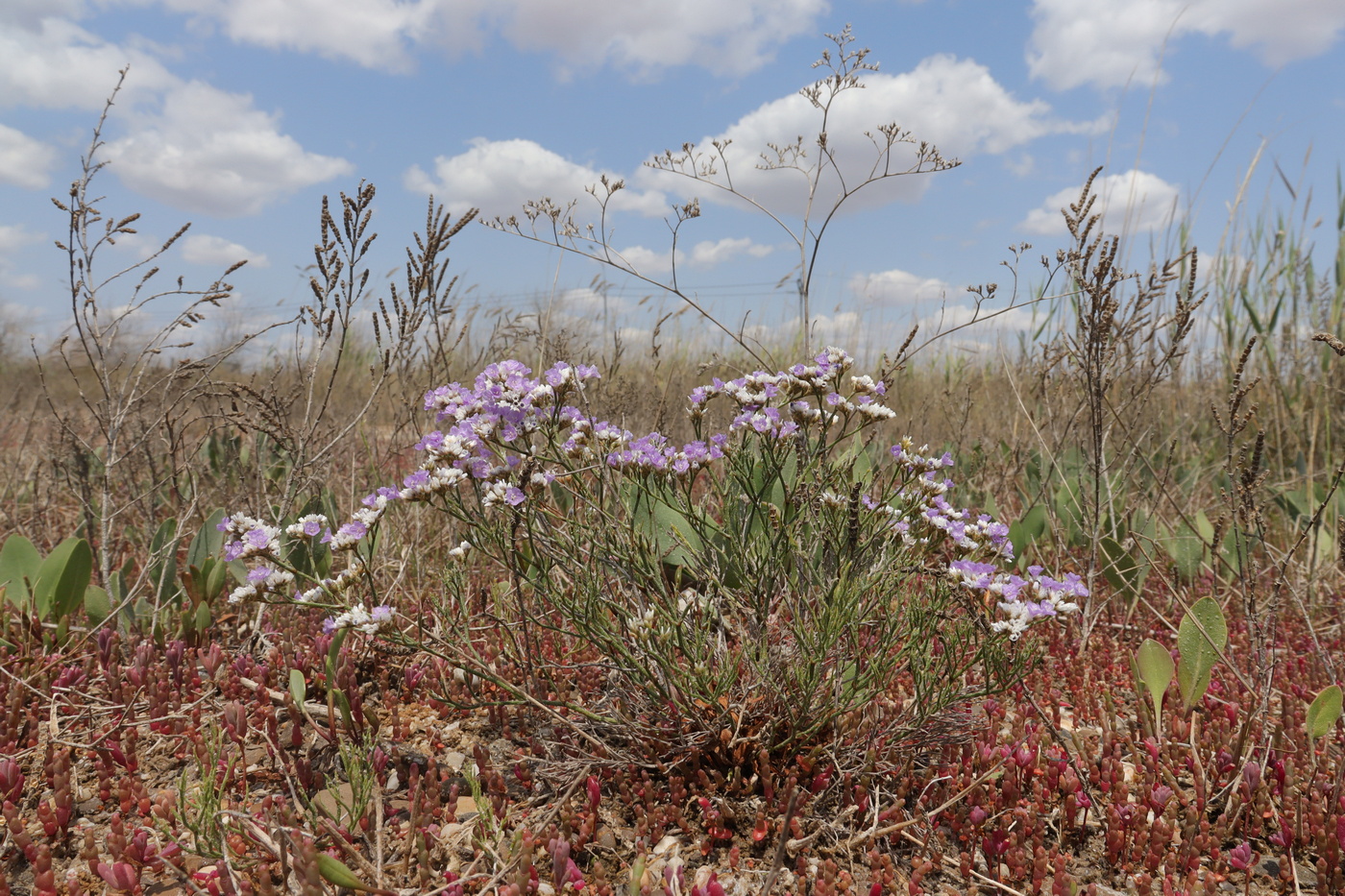 Image of Limonium caspium specimen.