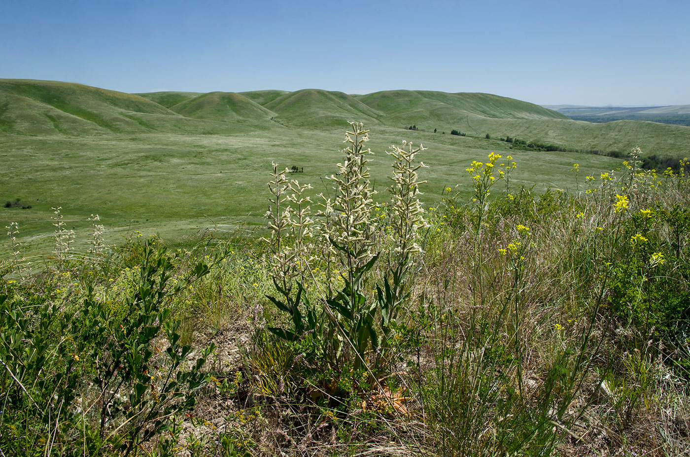 Image of Silene viscosa specimen.