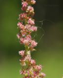 Rumex acetosa. Часть соцветия. Приморский край, Шкотовский р-н, окр. с. Новонежино, переувлажнённый луг. 08.06.2025.