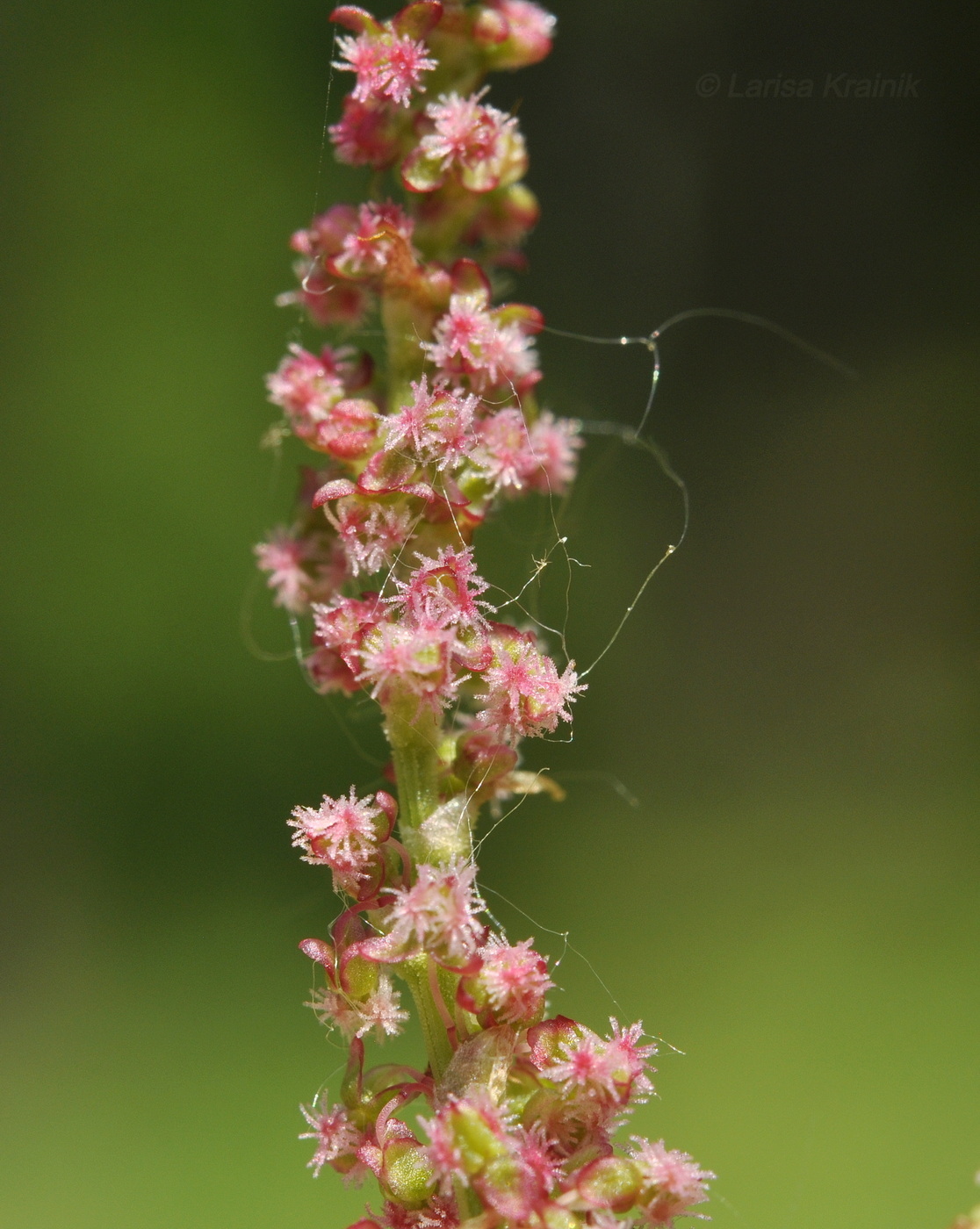Изображение особи Rumex acetosa.