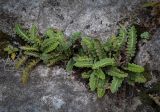 View full-size image Ceterach officinarum