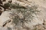 Vachellia tortilis подвид raddiana. Молодое дерево в долине стока . Израиль, средняя часть склона Иудейской пустыни к Мёртвому морю. 21.02.2011.