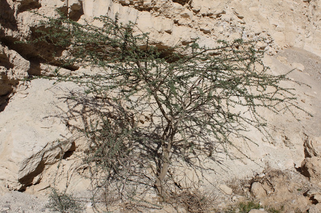 Image of Vachellia tortilis ssp. raddiana specimen.