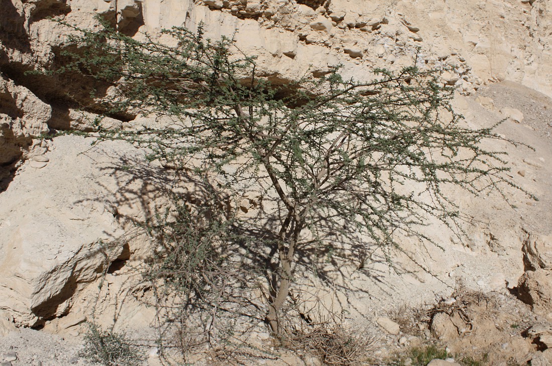 Изображение особи Vachellia tortilis ssp. raddiana.