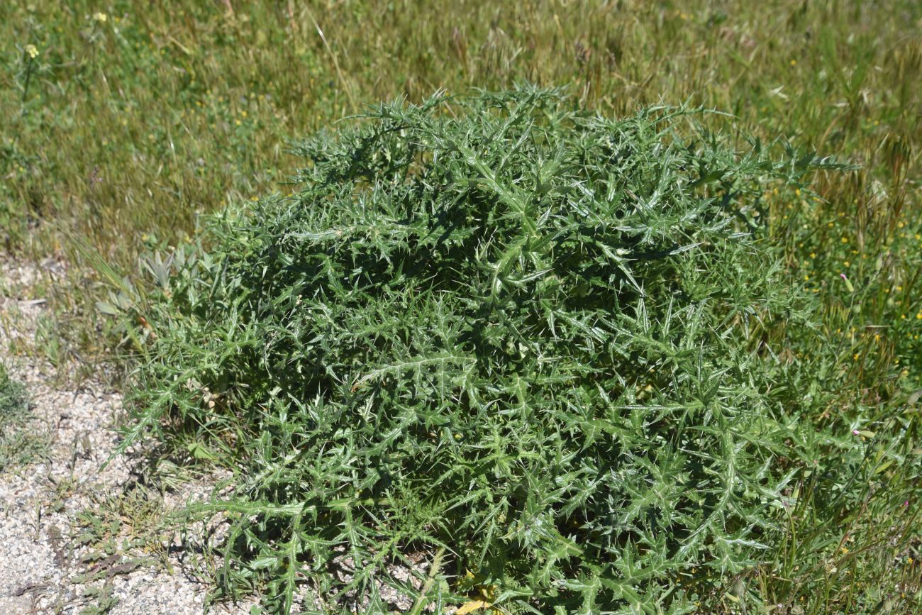 Изображение особи семейство Asteraceae.