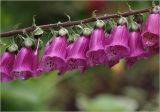 Digitalis purpurea. Часть соцветия. Московская обл., Раменский р-н, окр. дер. Хрипань, садовый участок. 30.06.2025.