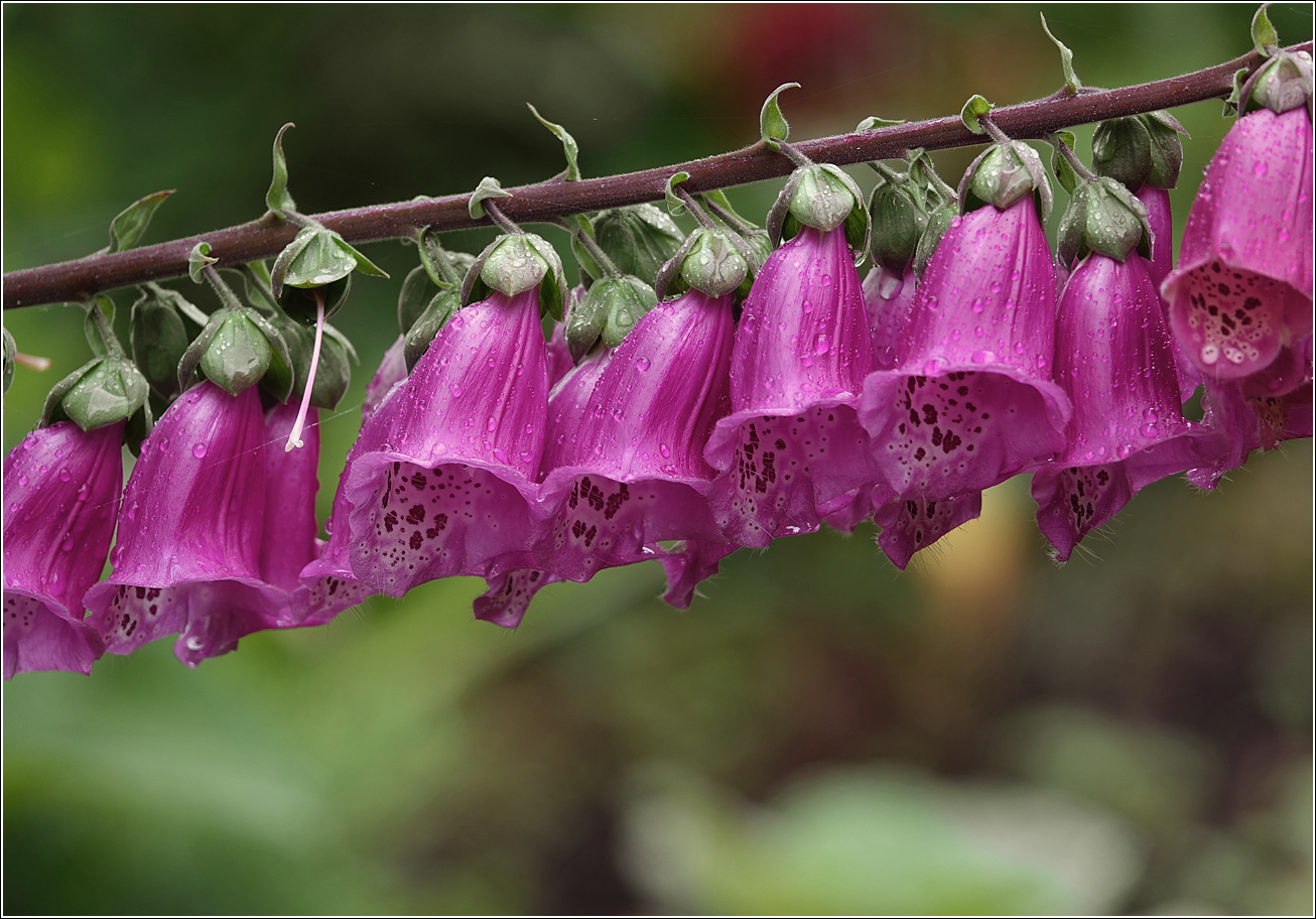 Изображение особи Digitalis purpurea.
