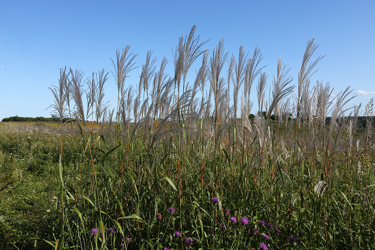 Изображение особи Miscanthus sacchariflorus.