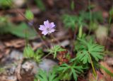 Geranium columbinum. Цветок и листья. Турция, пров. Мугла, р-н Даламан, округ Капукаргын, п-ов Капыдаг, бухта Явансу (Yavansu Koyu), каменистый склон в разреженном сосновом лесу, на моховой подушке. 05.05.2025.