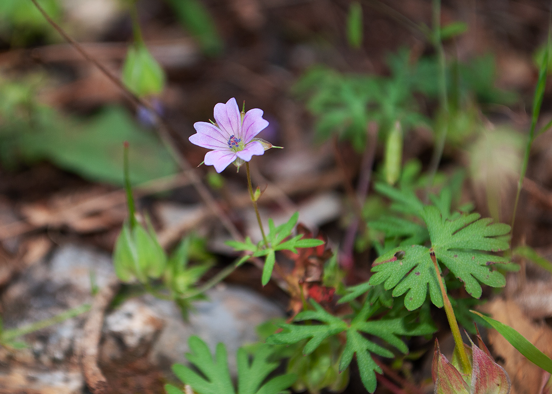 Image of Geranium columbinum specimen.