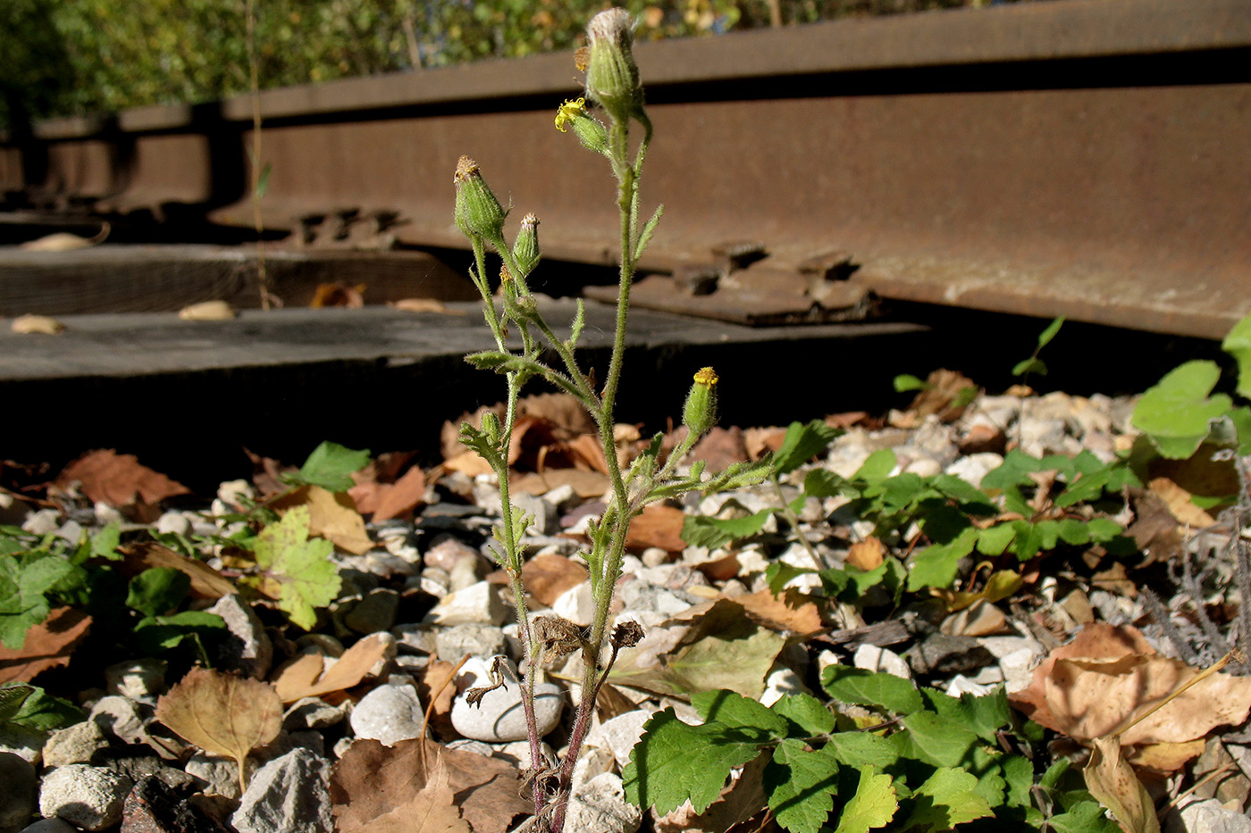 Изображение особи Senecio viscosus.