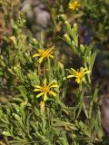 Dittrichia viscosa