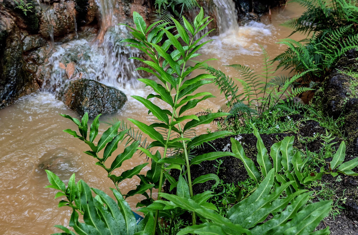 Image of Acrostichum danaeifolium specimen.