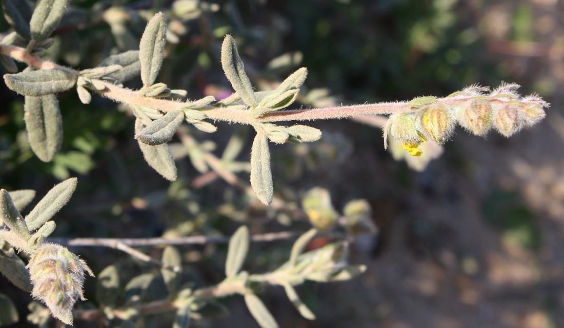 Image of Helianthemum stipulatum specimen.