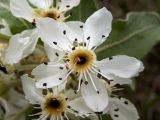 Pyrus elaeagrifolia. Цветок. Крым, муниципальный округ Судак, п-ов Меганом, луг с одиноко стоящими деревцами, туман. 21.04.2025.