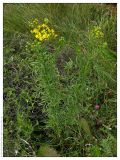 Senecio erucifolius