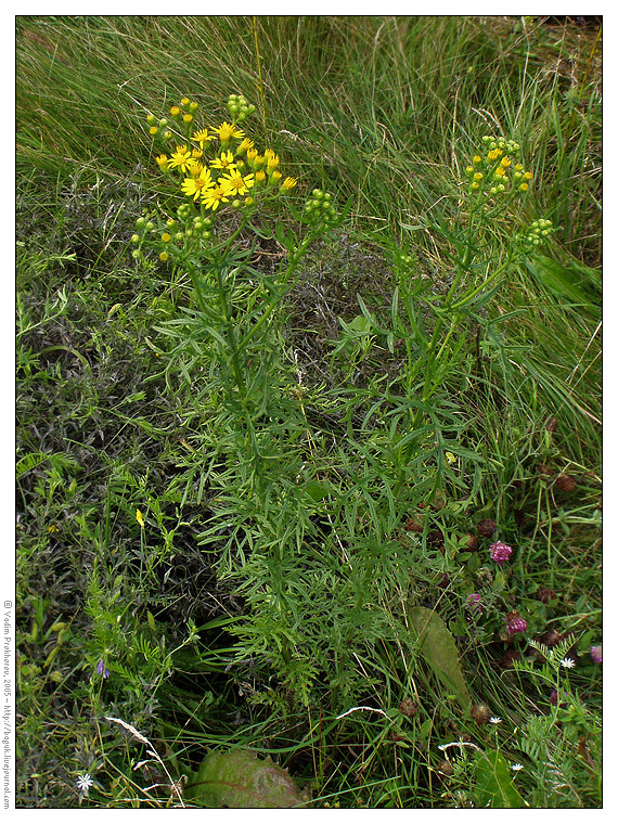 Изображение особи Senecio erucifolius.