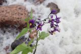 Solanum dulcamara