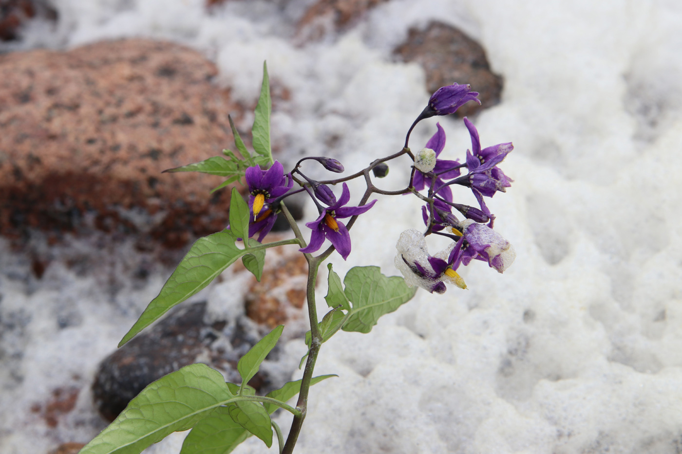 Image of Solanum dulcamara specimen.