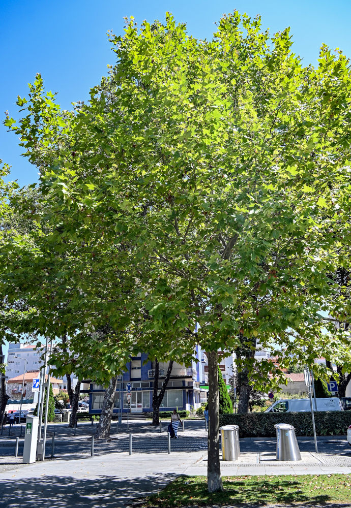 Изображение особи Platanus orientalis.