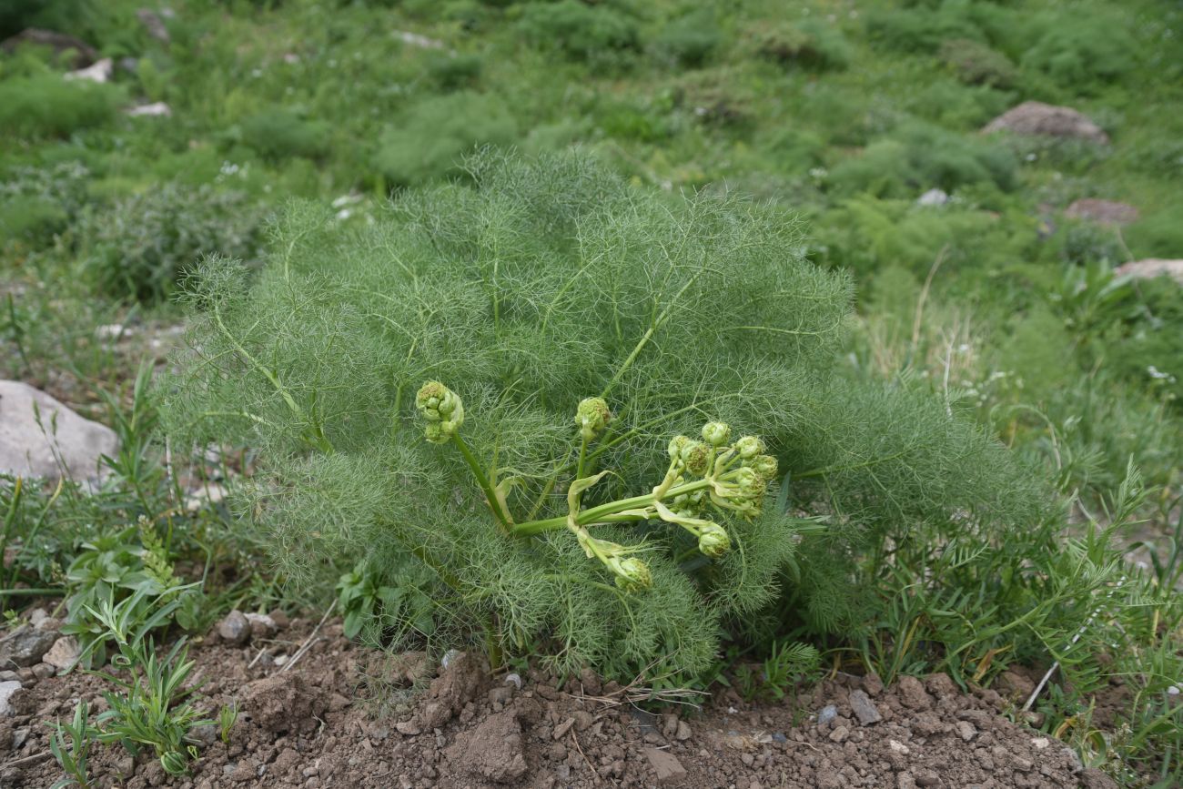 Изображение особи Неопознанный вид.