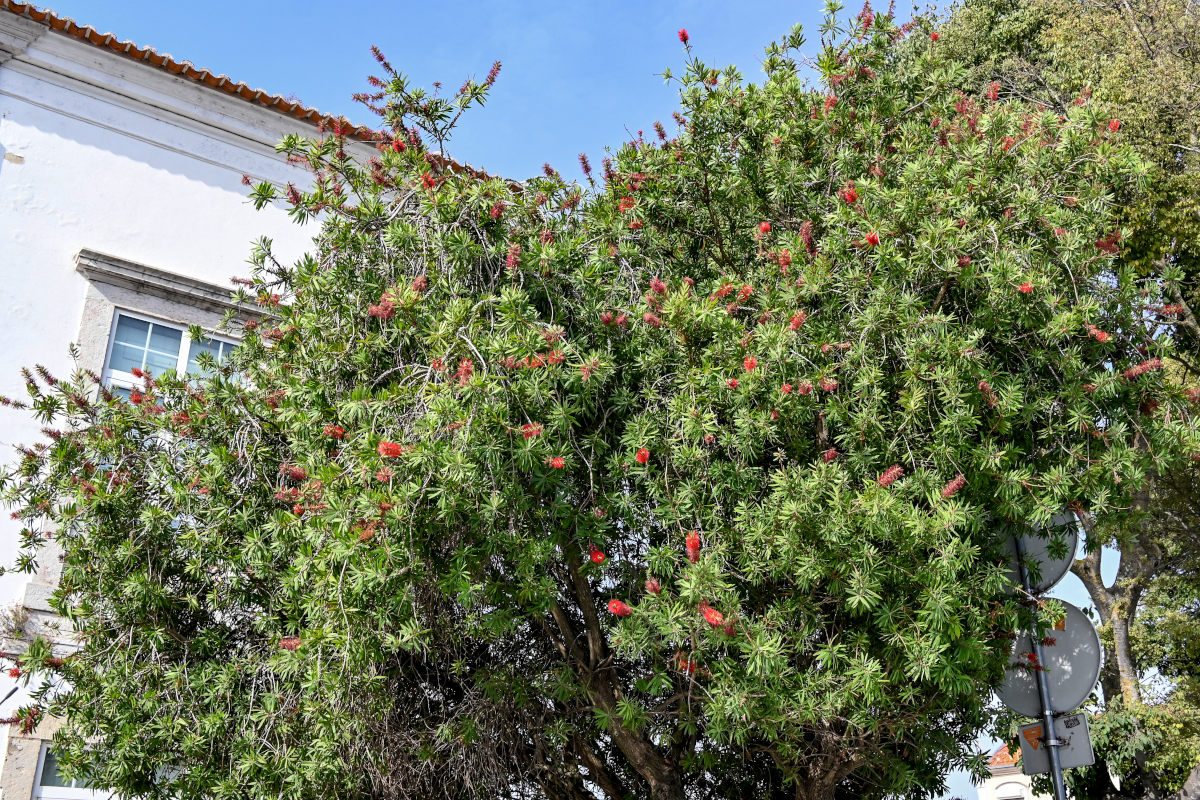 Изображение особи Callistemon citrinus.