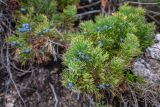 Juniperus davurica