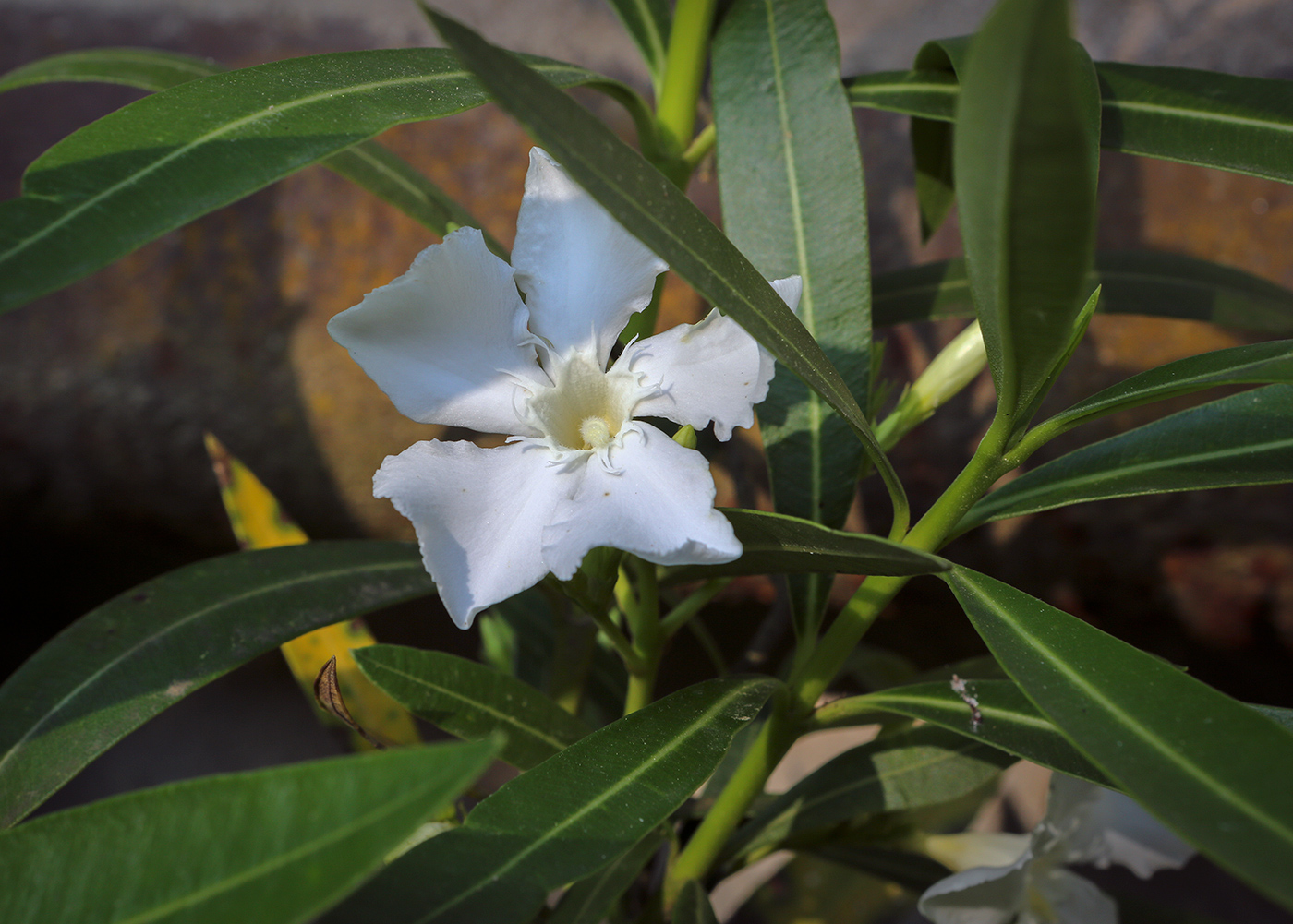 Image of Nerium oleander specimen.