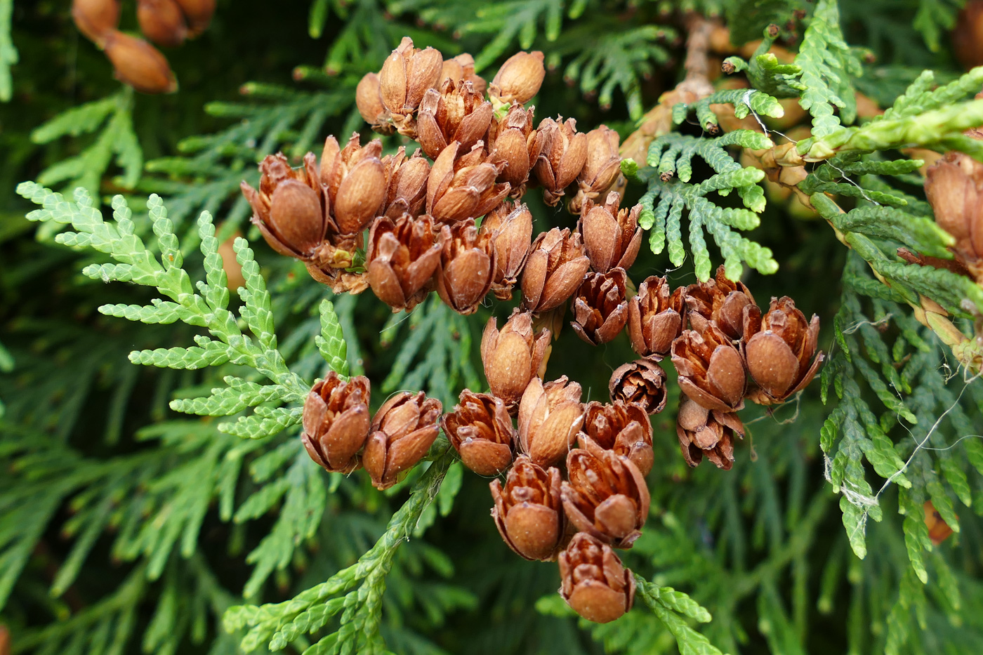 Изображение особи Thuja occidentalis.