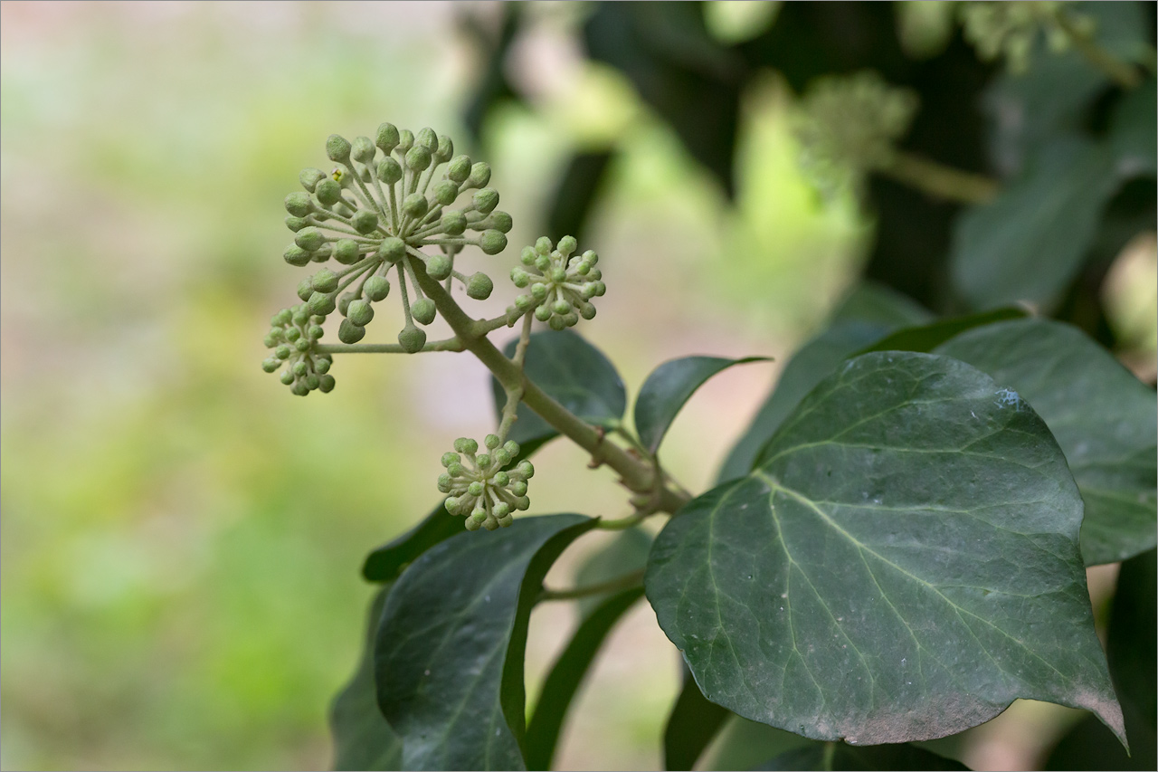 Изображение особи Hedera helix.