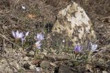 Crocus reticulatus. Цветущие растения. Краснодарский край, Крымский р-н, окр. станицы Неберджаевская, дол. р. Липки, пушистодубово-грабинниковый лес, задернованное скальное обнажение на месте старого заросшего карьера. 02.03.2026.