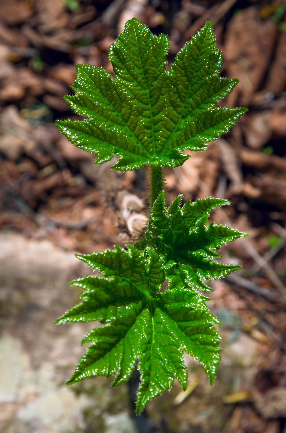 Image of Oplopanax elatus specimen.