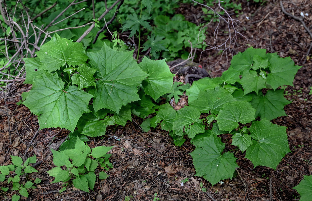 Image of genus Parasenecio specimen.
