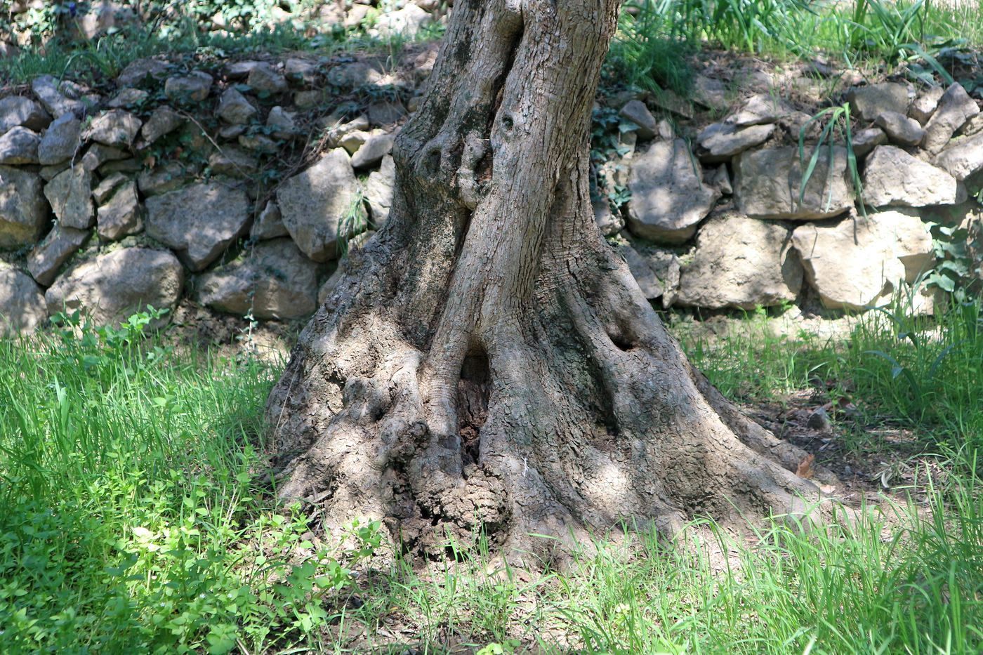 Изображение особи Olea europaea.