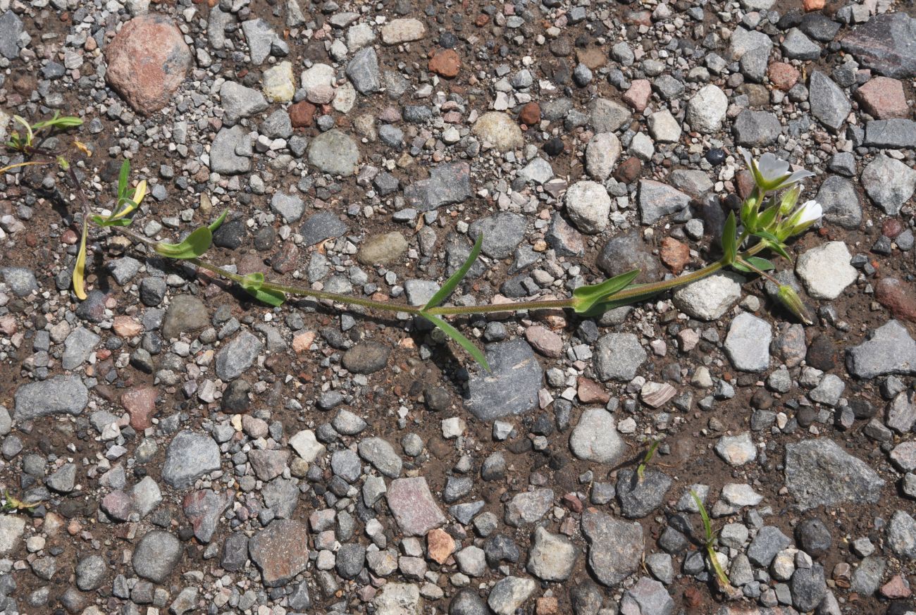 Изображение особи Cerastium nemorale.