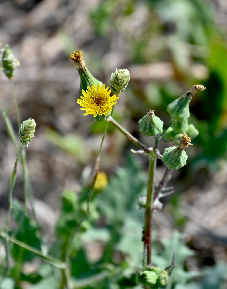 Изображение особи Sonchus oleraceus.