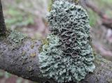Physcia biziana. Влажный таллом с апотециями и видимой окраской водорослевого слоя. Казахстан. Туркестанская обл., Толебийский р-н, Зап. Тянь-Шань, Сайрам-Угамский нац. парк; выс. ок. 1700 м н.у.м., дол. р. Кыржалсай, правое русло, левый берег, лиственное дерево. 04.04.2026.