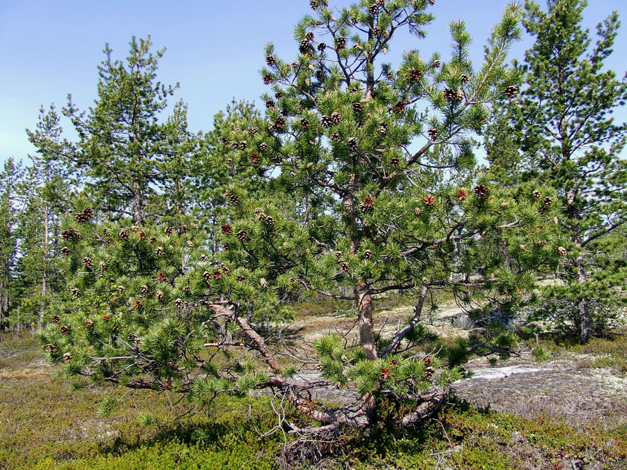 Изображение особи Pinus friesiana.