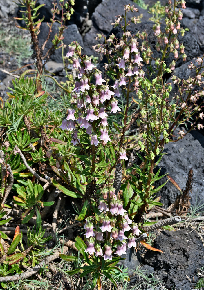 Image of Azorina vidalii specimen.