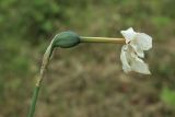 Narcissus poeticus. Верхушка побега с незрелым плодом и увядающим венчиком. Ленинградская обл., Ломоносовский р-н, пос. Дубки, дачный участок, в культуре. 06.06.2026.