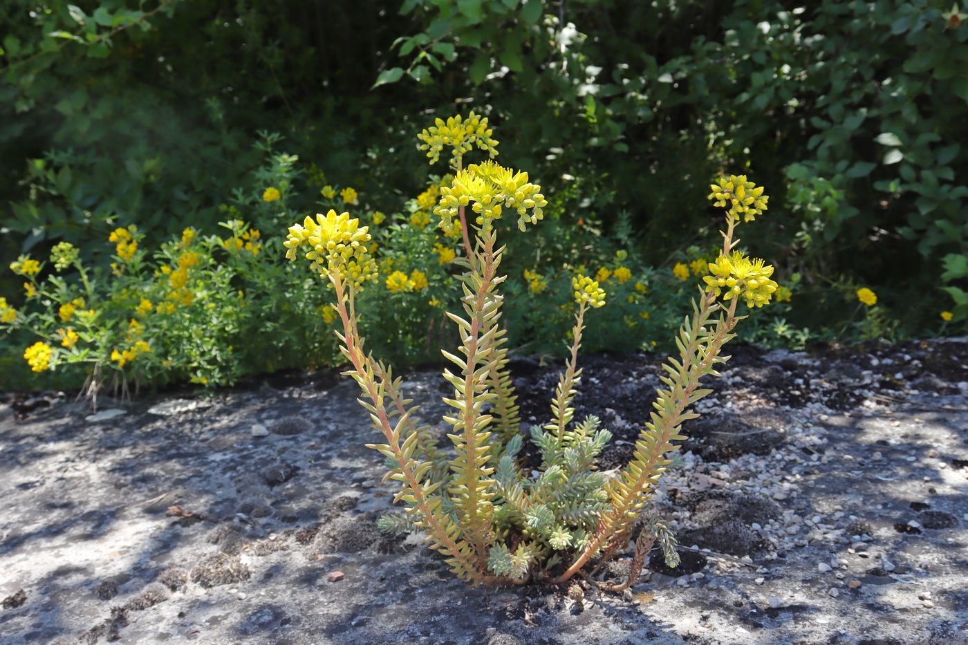 Image of Sedum reflexum specimen.