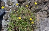 Tolpis succulenta